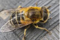 Eristalis nemorum