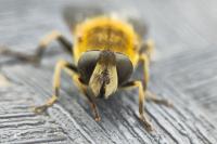 Eristalis nemorum