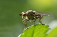 Scathophaga stercoraria