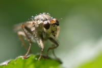 Scathophaga stercoraria