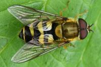 Syrphus vitripennis
