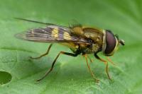 Syrphus vitripennis