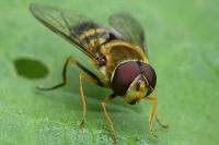 Syrphus vitripennis