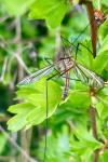 Tipula vernalis
