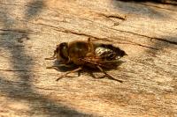 Eristalis similis