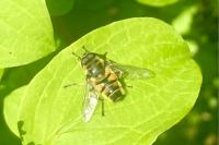 Myathropa florea