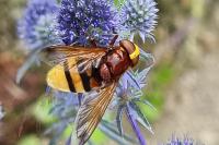 Volucella zonaria