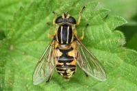 Helophilus pendulus