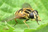 Helophilus pendulus