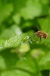 Bombylius major
