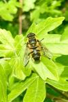 Myathropa florea
