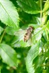 Episyrphus balteatus