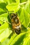 Eristalis tenax