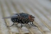 Calliphora vicina
