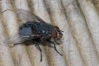 Calliphora vicina
