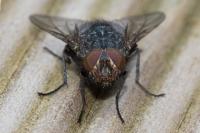 Calliphora vicina