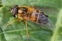 Epistrophe eligans