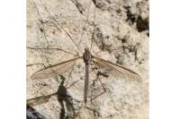 Tipula