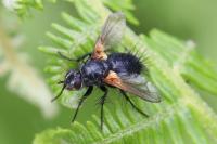 Zophomyia temula