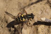 Helophilus pendulus