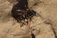 Helophilus pendulus