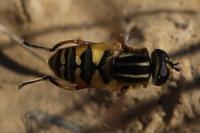Helophilus pendulus