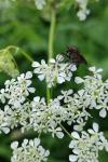 Empis tessellata