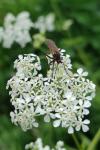 Empis tessellata