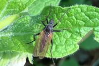 Empis tessellata