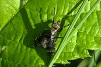 Platystoma seminationis