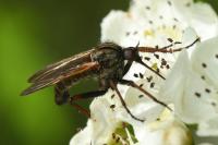 Empis tessellata