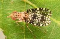 Trypetoptera punctulata