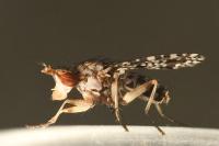 Trypetoptera punctulata