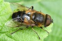 Eristalis similis