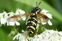 Chrysotoxum vernale