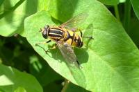 Helophilus pendulus