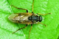 Coenomyia ferruginea