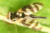 Urophora quadrifasciata