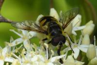 Myathropa florea