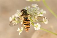 Episyrphus balteatus