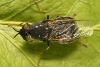 Odontomyia tigrina