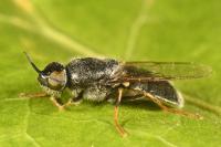 Odontomyia tigrina
