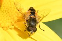 Eristalis arbustorum