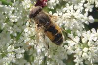 Eristalis arbustorum