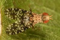 Trypetoptera punctulata