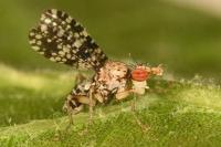 Trypetoptera punctulata