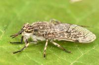 Haematopota pluvialis