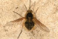 Bombylius venosus