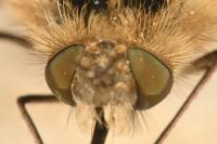 Bombylius venosus