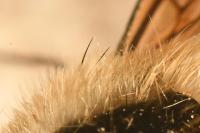 Bombylius venosus